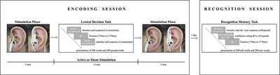 Transcutaneous Vagus Nerve Stimulation (tVNS) Improves High-Confidence Recognition Memory but Not Emotional Word Processing